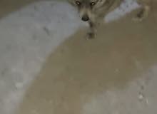 كلب زينه للبيع كلش حلو وكلش غزم بكد البزون كلب زينه للبيع كلش حلو وكلش غزم بكد البزون