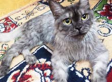 قطه شيرازي قطه شيرازي