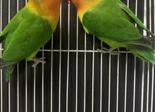 Love Birds Looking for New Home Love Birds Looking for New Home