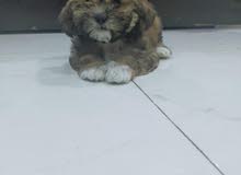 shitzu puppy for 65bd only shitzu puppy for 65bd only
