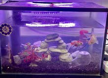 aquarium for sale with three golden fish aquarium for sale with three golden fish