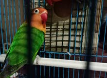 BIRD FOE EXCHANGE BIRD FOE EXCHANGE