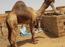 بعير مجهم الموقع السوان بعير مجهم الموقع السوان
