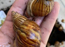 Giant African snail Giant African snail