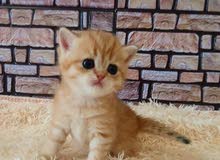 Black golden shaded kitten 6000dhs fixed price Black golden shaded kitten 6000dhs fixed price