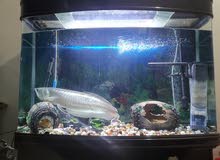 Full set Aquarium with Silver Arowana Full set Aquarium with Silver Arowana
