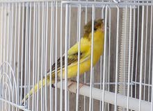 كناري.شيرازي البيع.فول 50الف كناري.شيرازي البيع.فول 50الف