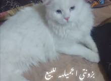 قطه للبيع قطه للبيع