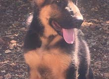 german shepherds german shepherds