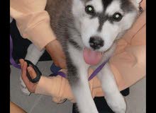 Husky puppy Husky puppy