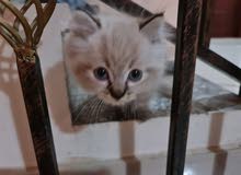 siberian kitten siberian kitten