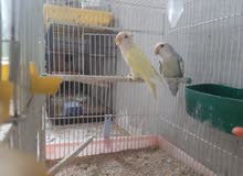 كوبيه برقديلو كوبيه برقديلو