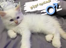 قطط هملايه قطط هملايه