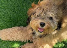 cute dog for sale cute dog for sale