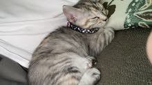 Mix kitten breed 3 months old very playful and fun