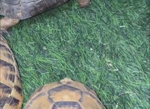 سلاحف برية سلاحف برية