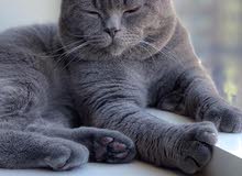 British shorthair male for mating British shorthair male for mating