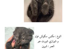 قطط شورت هير صغار قطط شورت هير صغار