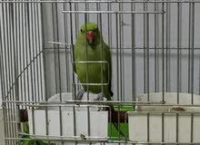 للبيع معوه هندية للبيع معوه هندية