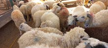 sheeps and goats available ⁰⁵⁰⁸⁴²²⁴²⁵. sheeps and goats available ⁰⁵⁰⁸⁴²²⁴²⁵.