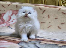 Fullfy beautiful playful himalayan redpoint female kitten
