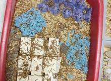 Mealworms & super mealworms Mealworms & super mealworms
