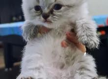 hymalya kitten for sale