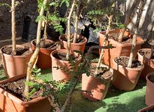 شجرة اللبان شجرة اللبان