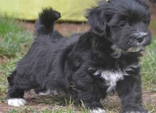 Bichon Havanais Bichon Havanais