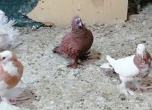 متاح زوج حمام بغدادي متاح زوج حمام بغدادي