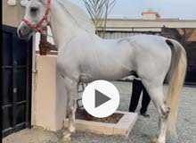 حصان عربي فاخر حصان عربي فاخر