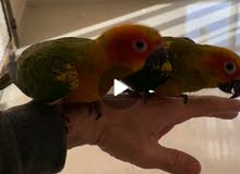 صن كيور اليف .. العمر 4 شهور صن كيور اليف .. العمر 4 شهور