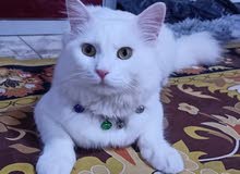 قط ذكر شيرازي قط ذكر شيرازي