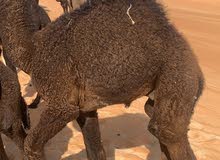 للبيع حيران حزامي من البر ونظاف للبيع حيران حزامي من البر ونظاف