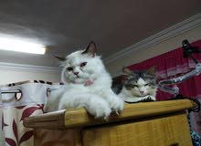 persian cats persian cats