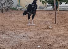 ديك باكستاني سندي ديك باكستاني سندي