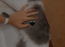 قط ذكر سنه قط ذكر سنه