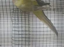 طيره برانكيت جاهزه طيره برانكيت جاهزه