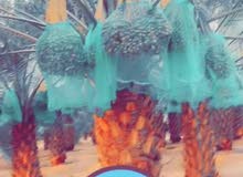 محصول مزرعة نخيل تمور فاخرة سكري محصول مزرعة نخيل تمور فاخرة سكري