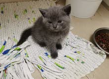 سكوتش فولد ذكر و برتش شعر قصير ذكر 5 أسابيع للبيع Scottish Fold and British shor سكوتش فولد ذكر و برتش شعر قصير ذكر 5 أسابيع للبيع Scottish Fold and British shor