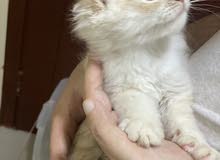 off white cat fo sale urgently off white cat fo sale urgently