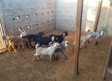 goats babies for sale