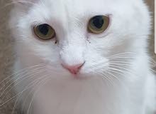 Turkish angora Turkish angora