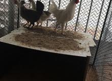 دجاج محلي