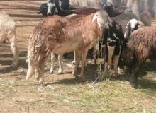 كبش سوداني كبش سوداني