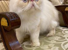 قط ذكر للتلقيح - male cat for mating قط ذكر للتلقيح - male cat for mating