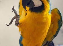 macaw for sale macaw for sale
