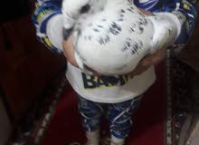 السلام عليكم للبيع هذا الحمام السلام عليكم للبيع هذا الحمام