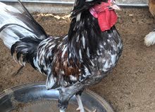 polish chicken for sale each for 85 dhs polish chicken for sale each for 85 dhs