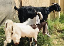 معز صغارها جدي وعنزة معز صغارها جدي وعنزة